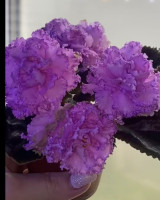 Фіалка Фея (Дадоян) темна