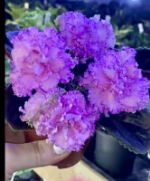 Фіалка Фея (Дадоян) темна