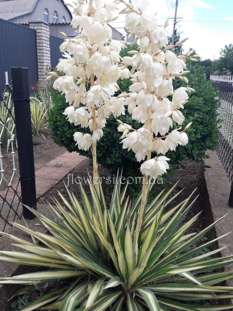 Юкка нитчатая Брайт Эдж (Yucca filamentosa Bright Edge)