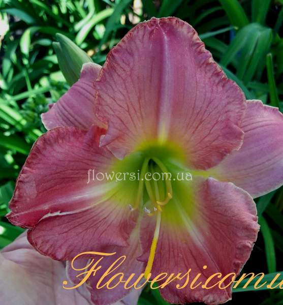  Лилейник Gilder Rose