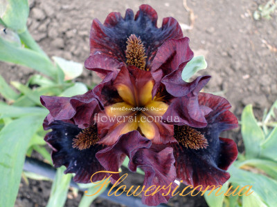 Ирис Горяночка (Gorianochka)