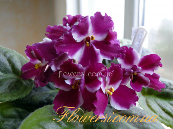 Фиалка Humako Isabella