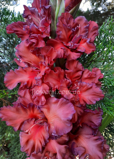 Гладiолус Дракоша 