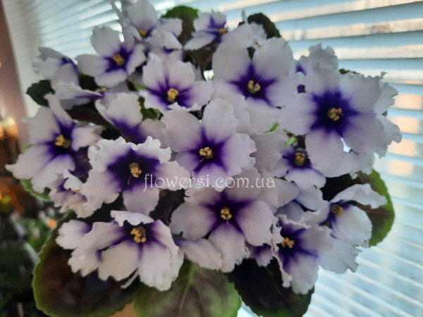 Фиалка Humako no name ( Промышленный сорт)