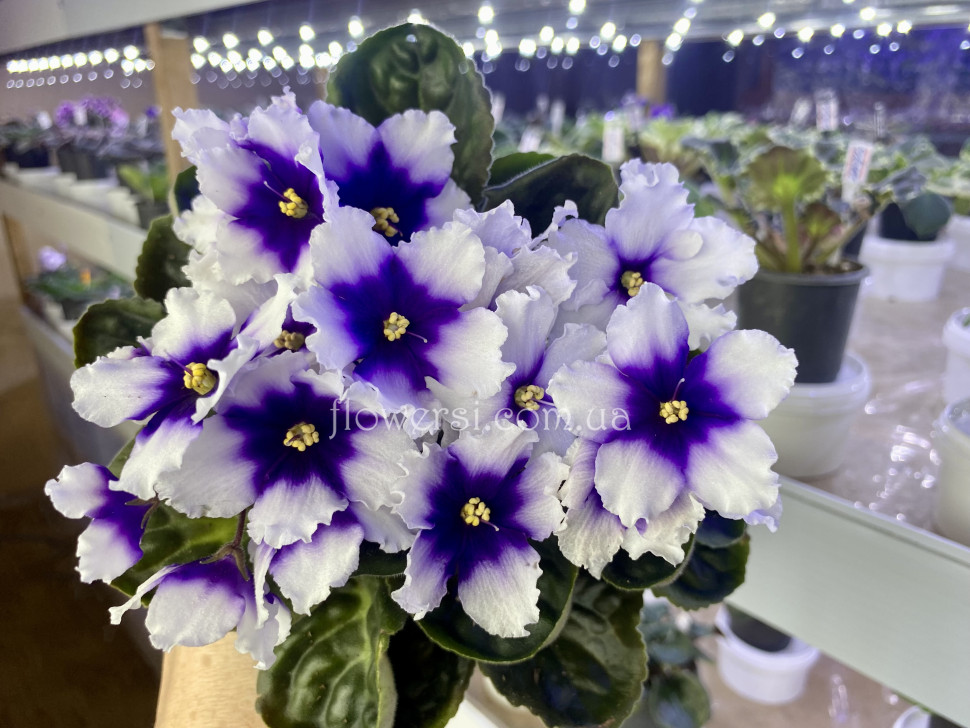 Фиалка Humako no name ( Промышленный сорт)