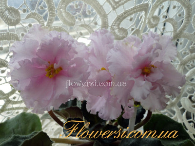 Фиалка Святая Наивность (Фарбитник)