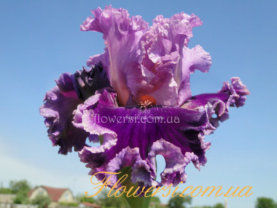 Ирис  Flutterina (Флутерина)