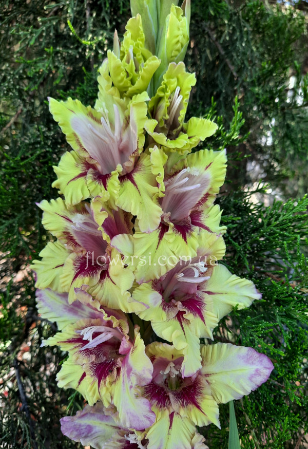 Гладiолус Акацiс (Akacis)