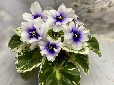 Фиалка Р-Дурман