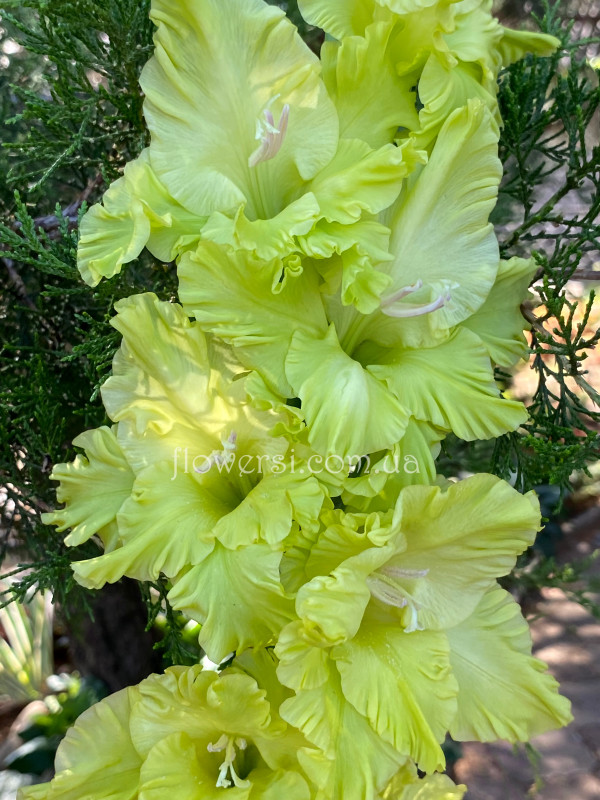 Гладіолус Придкая Ящірка 