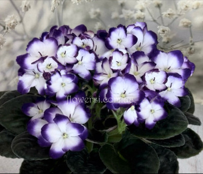 Фіалка Optimara Looxo Georgeous 