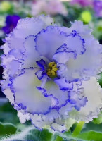 Фіалка НК-Рідний Край