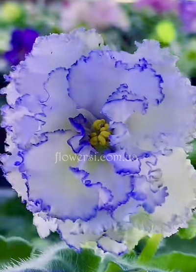 Фіалка НК-Рідний Край