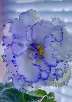 Фіалка НК-Рідний Край