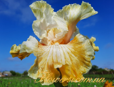 Ірис № 14 (Сіянець Г.Витiвськой)