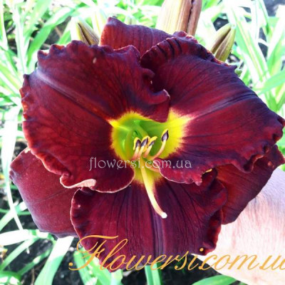 Лилейник «Шейдс оф Даркнес» Shades of Darkness