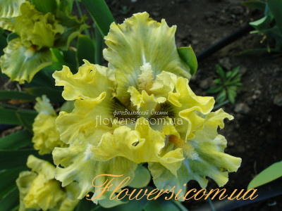 Ирис Гринлэнд (Greenland)