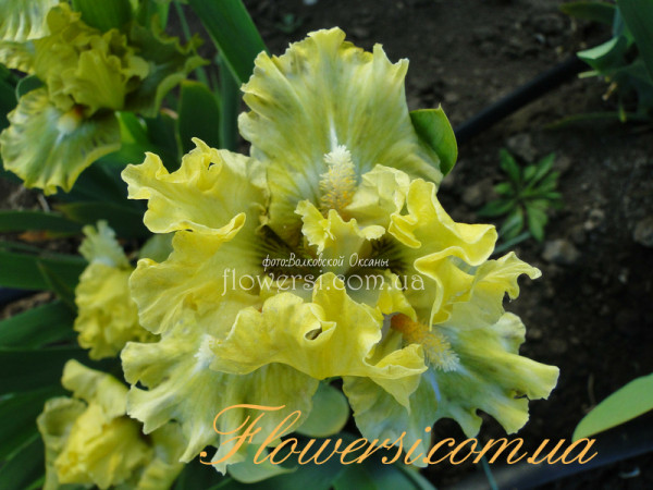 Ирис Гринлэнд (Greenland)