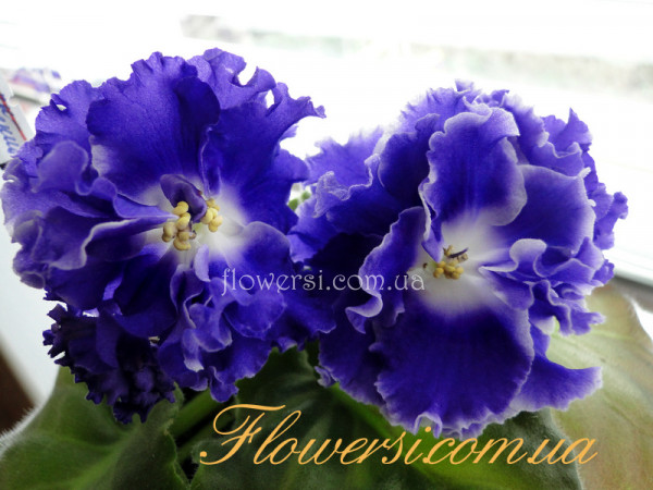 Фиалка ЕК-Весенний Гром