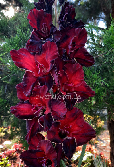 Гладiолус Скорпіон