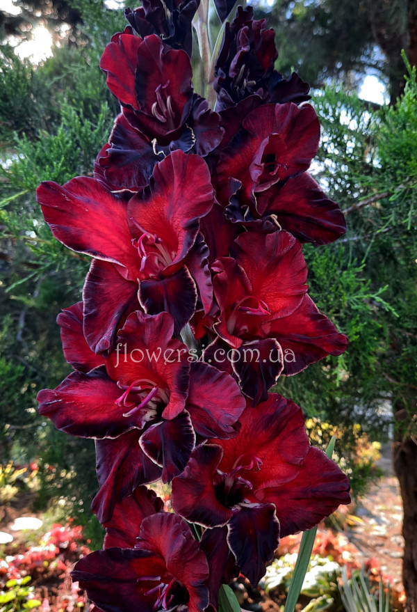 Гладiолус Скорпіон