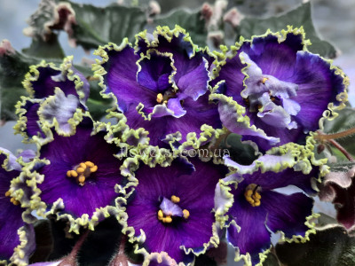 Фиалка Evening Escort (LLG/Sorano)