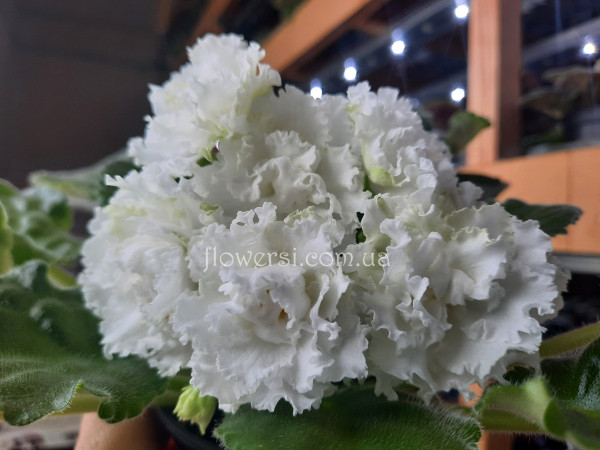 Фиалка РМ-Королевские Кружева (Н.Скорнякова)