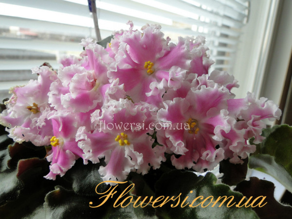 Фиалка  СМ-Зефир 