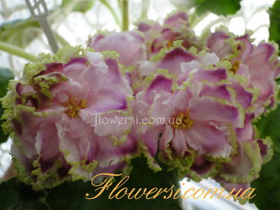 Фиалка Зима Улыбается ( Макуни.)