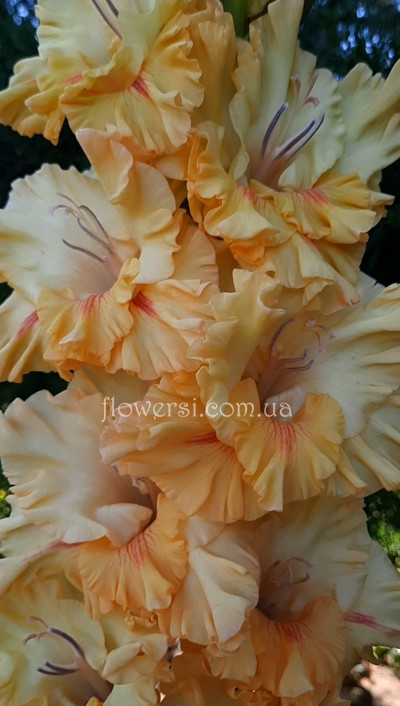 Гладiолус Піски Пустині 