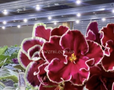 Фіалка ВаТ-Мистический Мавилик