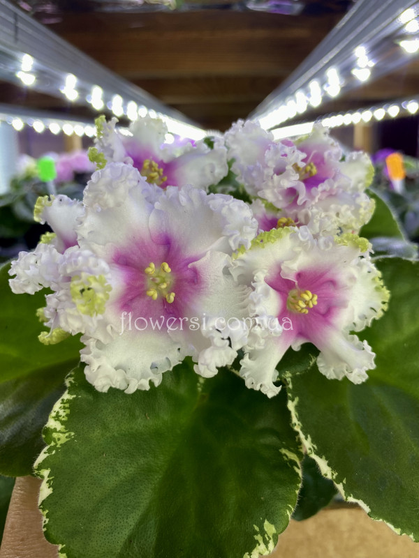 Фіалка Р-Ярило люкс