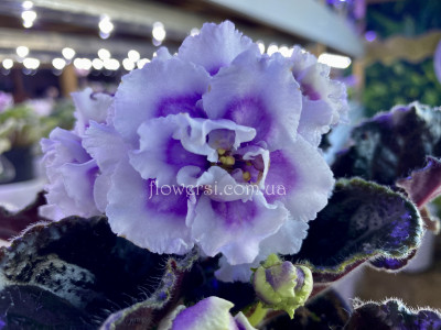 Ален-Мамин Бузок