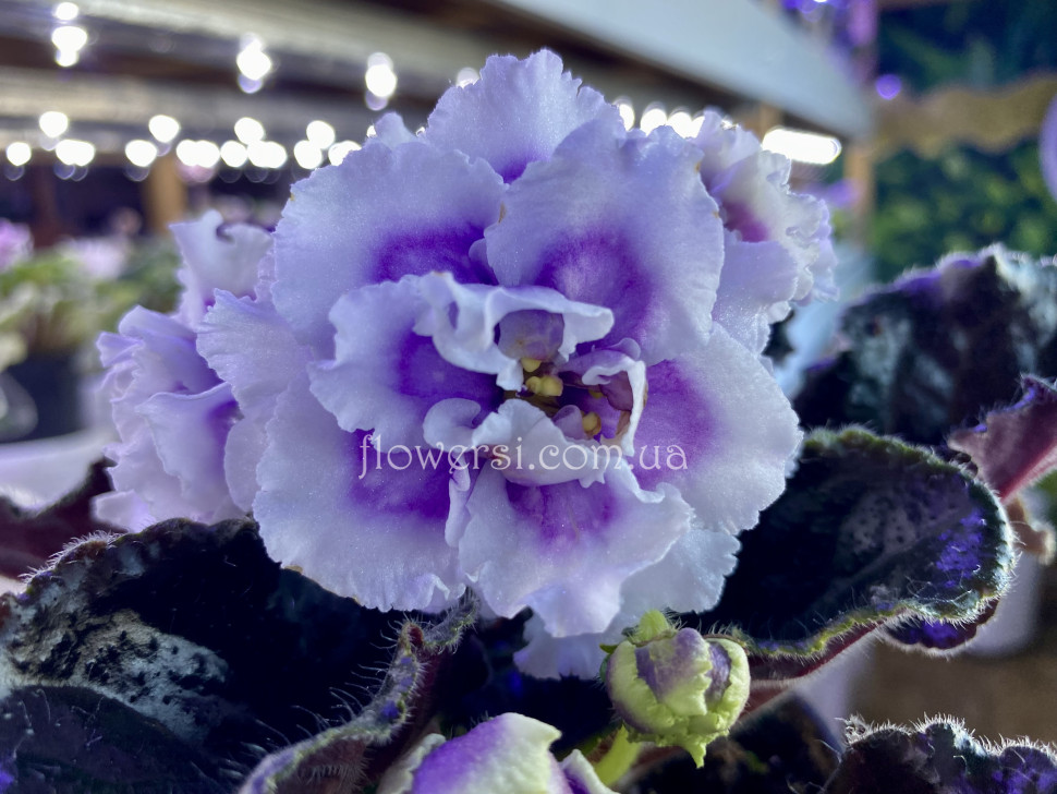 Ален-Мамин Бузок