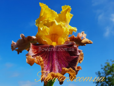 Ірис № 13 (Сіянець Г.Витiвськой)