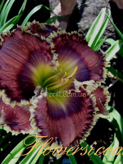 Лилейник "Nancy s Quilt"