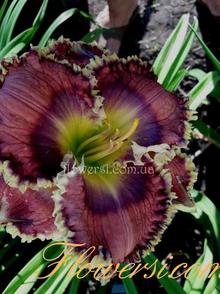 Лилейник "Nancy s Quilt"