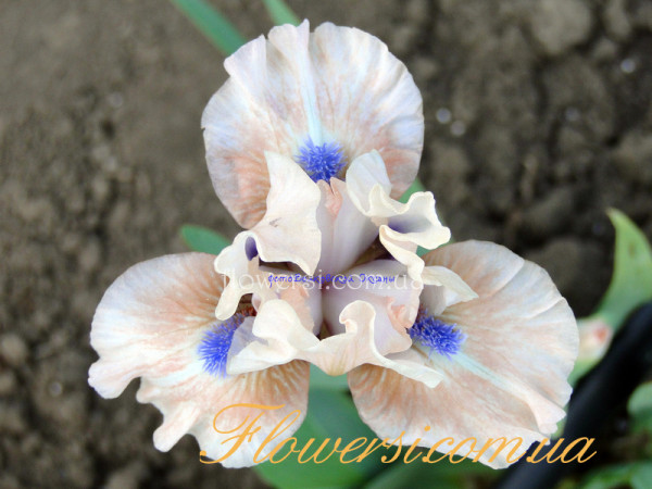 Ирис Fashion Baby