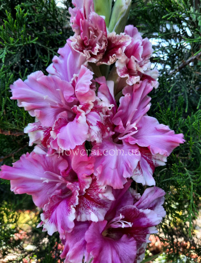 Гладiолус Звездний  Маскарад 