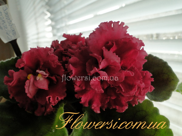 Фиалка АВ-Красная Гвоздика