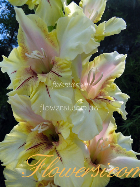 Гладiолус  Елегант( Elegant) 