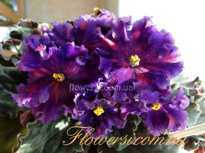 Фиалка ВаТ-Тип-Топ 