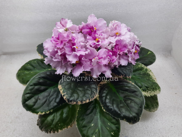 Фиалка Apache Primrose (Munk)