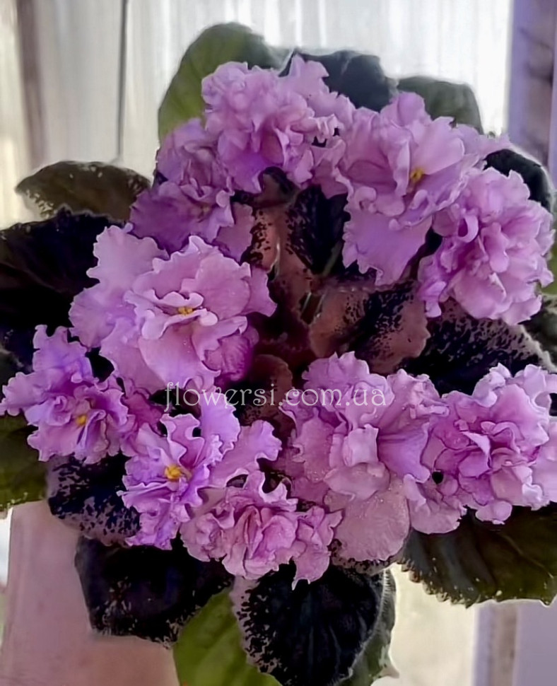 Фиалка Apache Primrose (Munk)