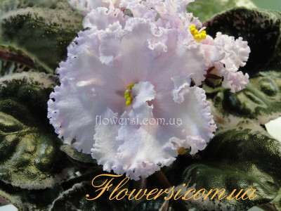  Фиалка ЕК-Зависть Богов 