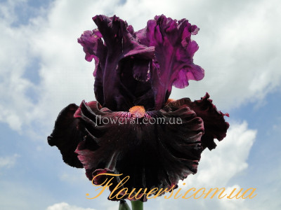 Ирис  Пьенефоти (Pianoforte) 