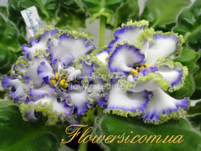 Фиалка ЛЕ--Самоцветы (спорт)