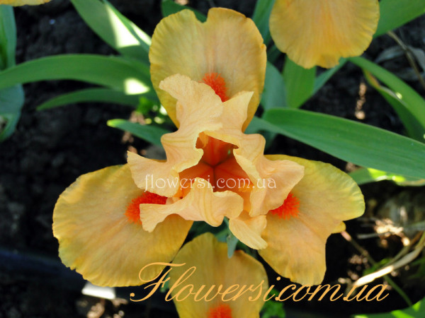 Ирис Марксман  (Marksman) 