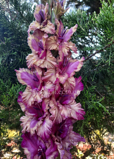 Гладiолус-Мілий лгун (Mīļais melis)