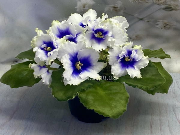 Фіалка Р-Зимняя Ладога